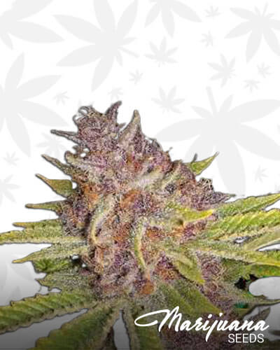BC Purple Indica