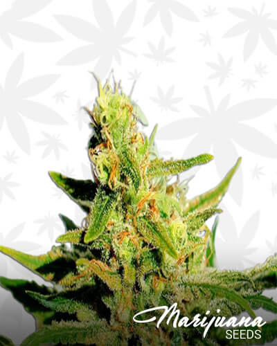 BCN Diesel CBD