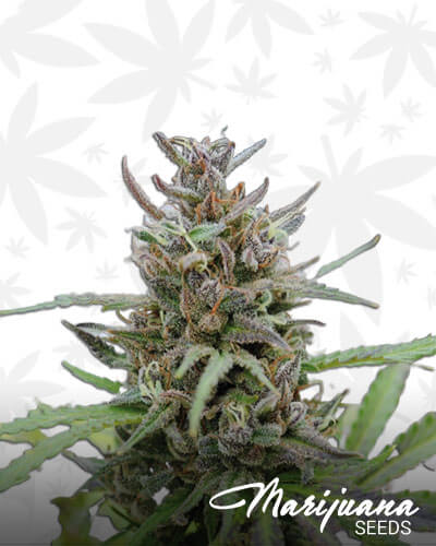 Baby Boom Aka Baby Boom Auto