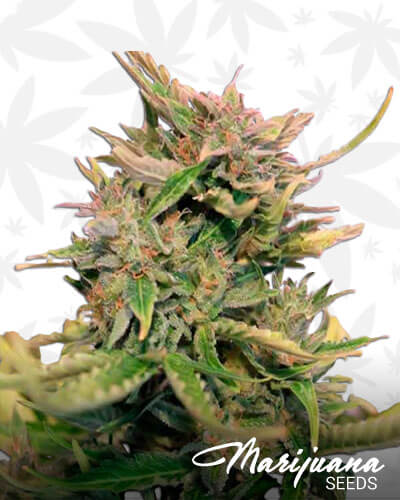 Baby Boom Auto CBD
