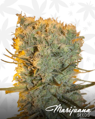 Banana Kush