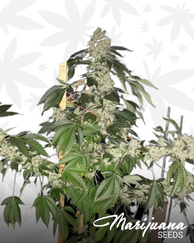 Banana Stardawg