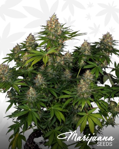 bazooka bubble gum strain bazooka bubble gum strain