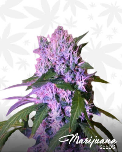 Berry Bomb Auto