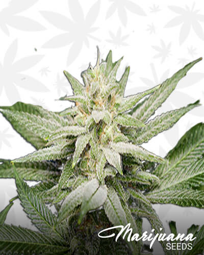 Berry Mania x Dark Cross