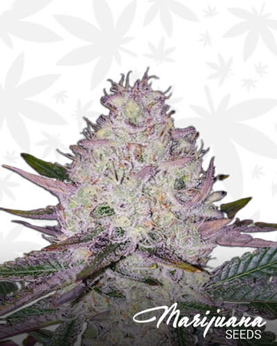 Berry Mania