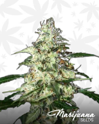 Berry Skunk Strain | Marijuana Seeds