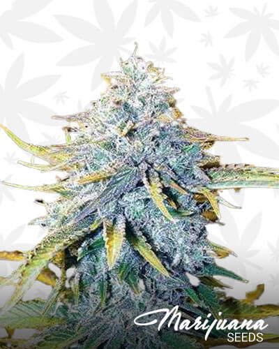 Big Blue