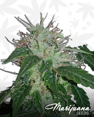 Big Bud Automatic