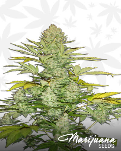 Big Bud XXL Automatic
