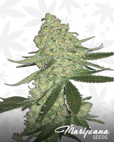 Big Cheese Auto