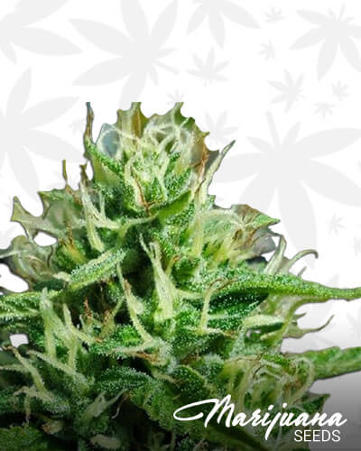 Big Critical Aka f2 – ROOR Big Critical