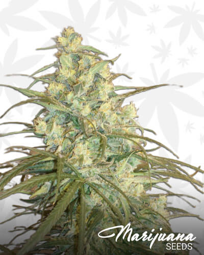 Big Mountain Gold