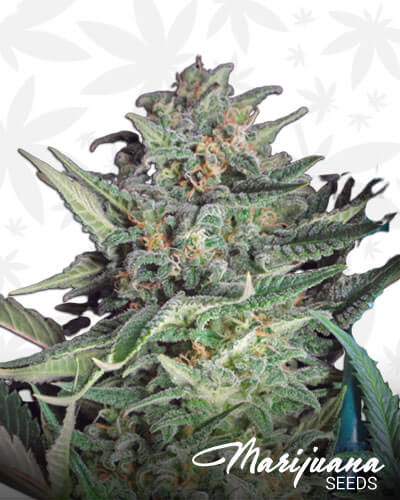 Big Skunk