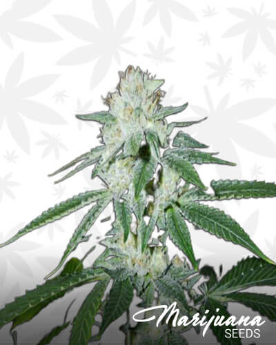 Biker Kush V2 0