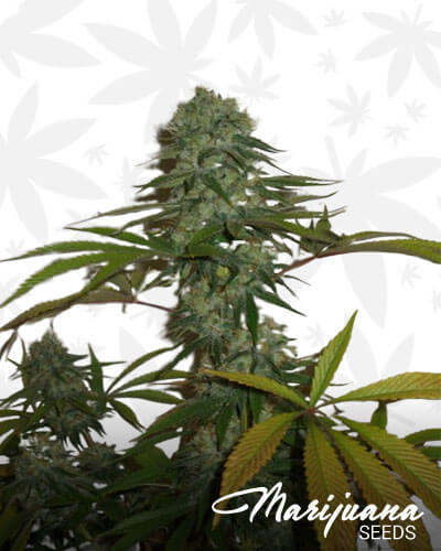 Bio Diesel Bx2
