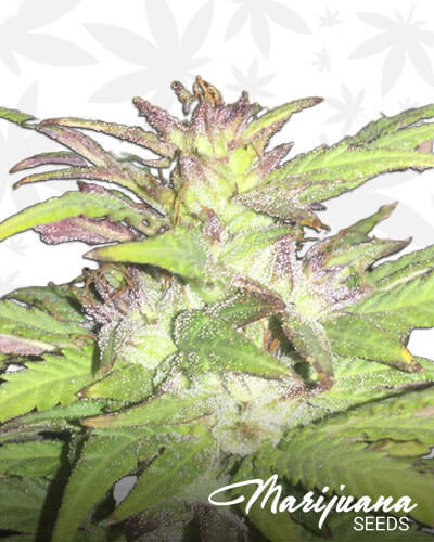 Black Afghani