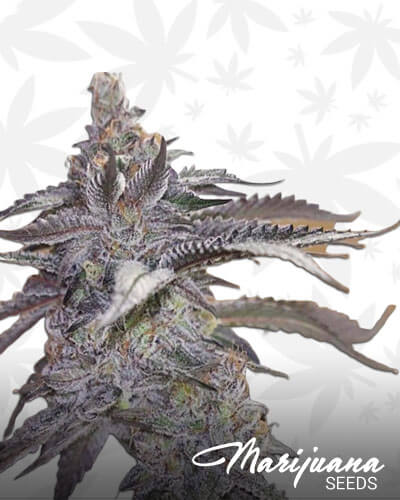 Black Banana F2