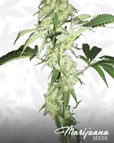 Black Bear Kush