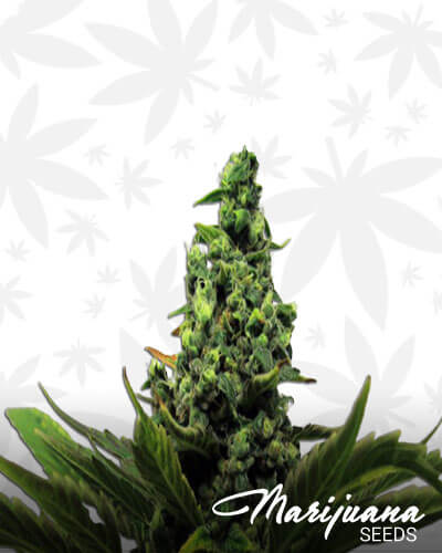 Black Domina Explosion
