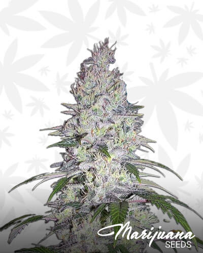 Black Domina x Black Domina