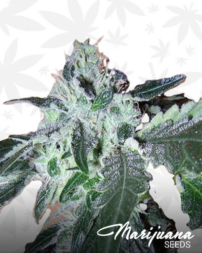 Black Domina x Rosetta Stone