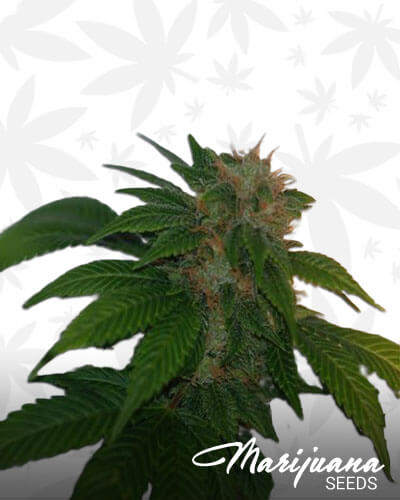 Black Domina x Sour Bubble