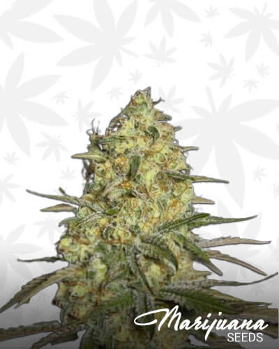 Black Dream