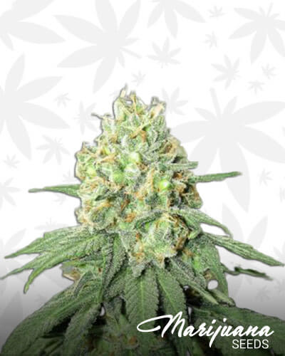 Black Durban