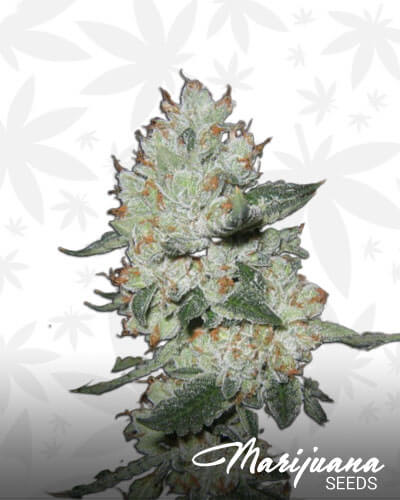 Black Fire Cookies