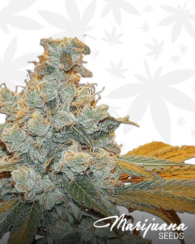 Black Fire OG