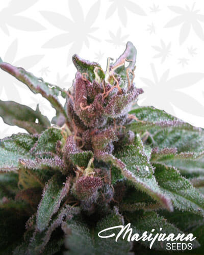 Black Grapes