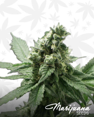 Black Jesus OG