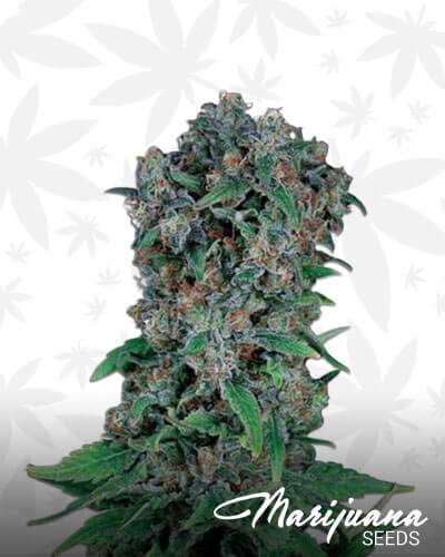 Black Kush 98