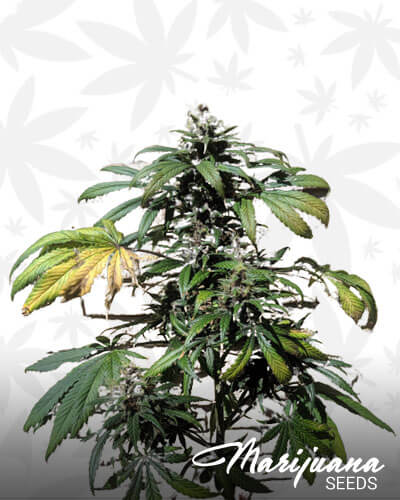 Black Kush