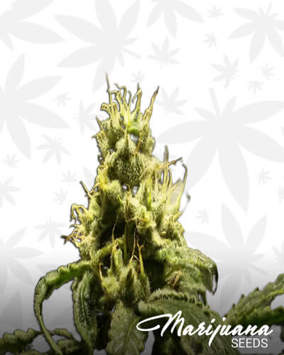 Black Lime Aka Black Lime Reserve