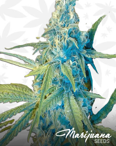 Blue Cheese x Jack Herer x Sherbet Dip