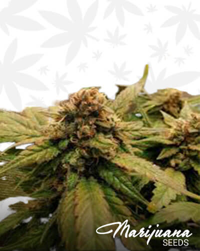 Blue Cherry Kush 1