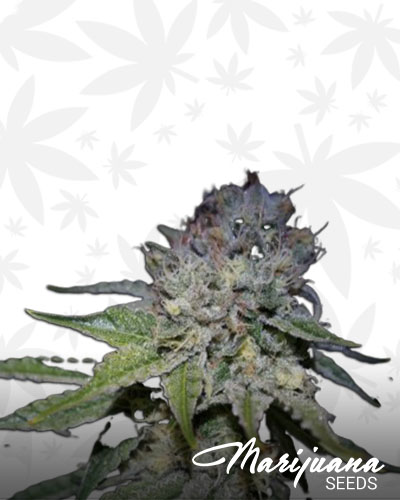 Blue Chocolate
