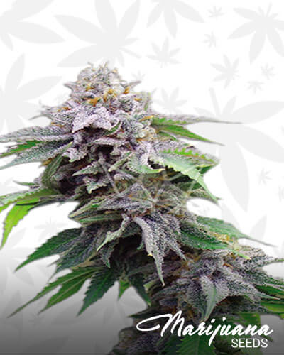 Blue Cookie