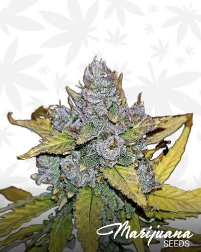 Blue Dream Auto