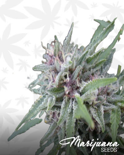 Blue Dream BX