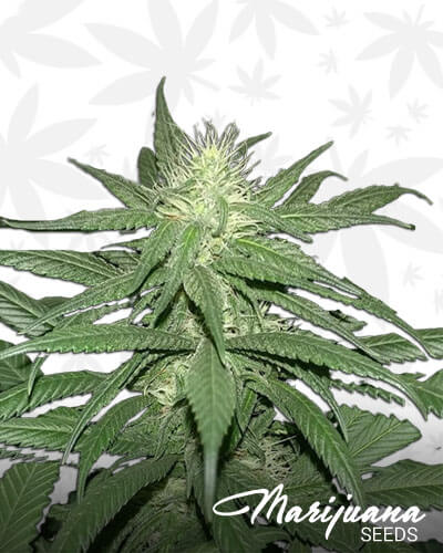 Blue Dream Sky