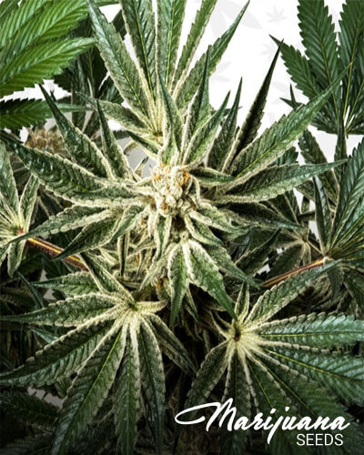 Blue Dream x Key Lime Pie