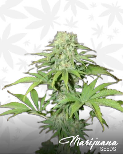 Blue Haze Libano
