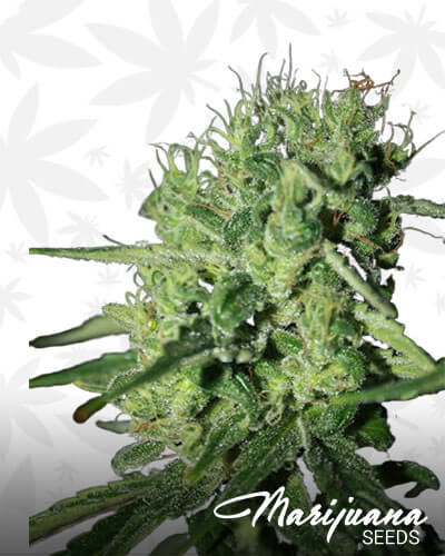 Blue Haze Train