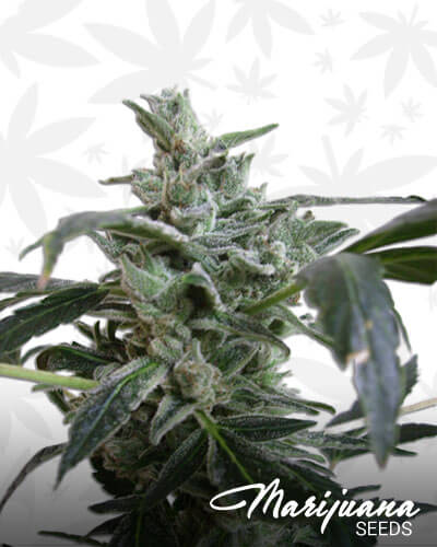 Blue Himalaya