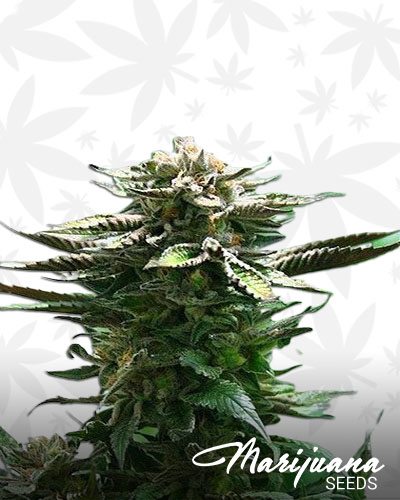 Blue Kronic