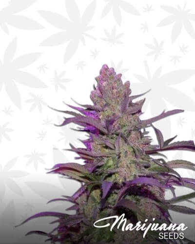 Blue Lemon Thai
