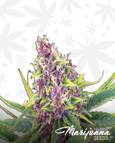 Blue Mango